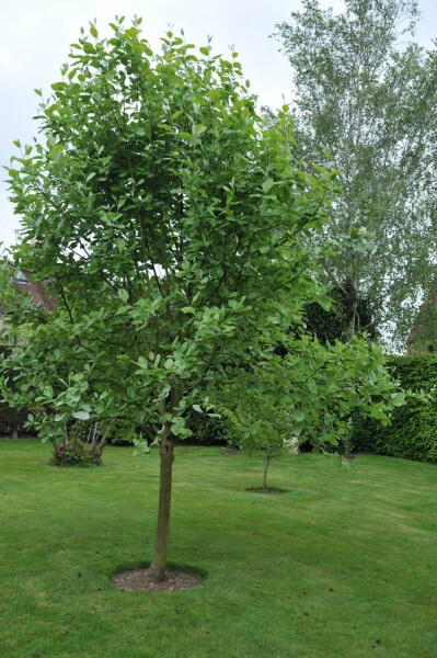 Sorbus aria 'Lutescens' hochstamm