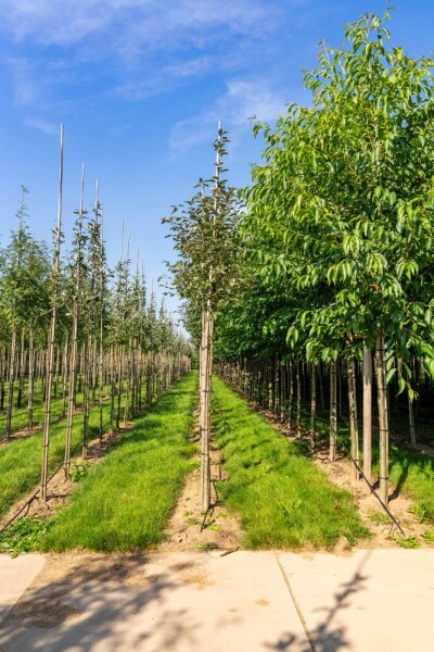 Sorbus aria 'Magnifica' hoogstam