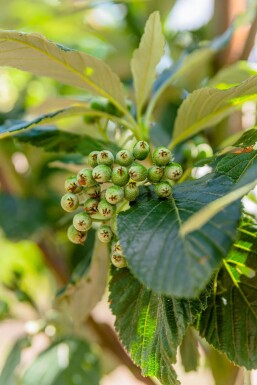 Sorbus aria 'Magnifica' hochstamm 10/12