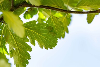 Sorbus aria 'Magnifica' hochstamm 10/12