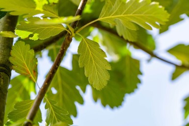 Sorbus aria 'Magnifica' hochstamm 10/12