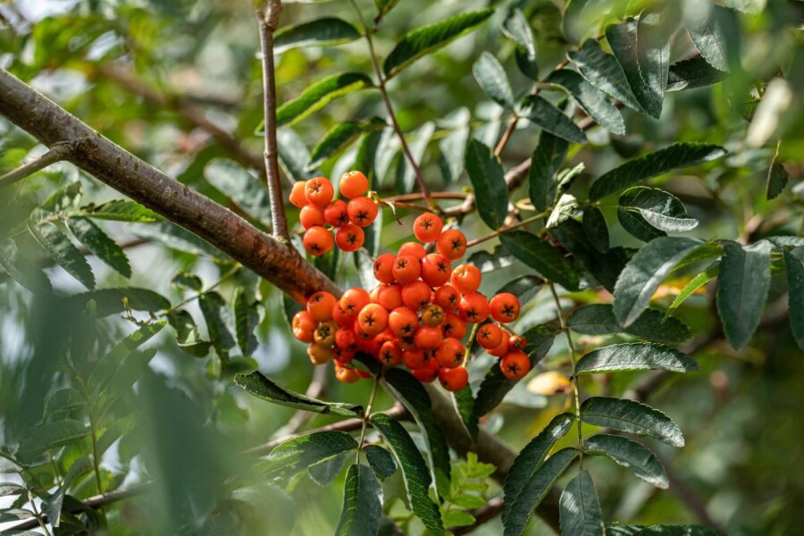 Sorbus aucuparia Sorbus aucuparia