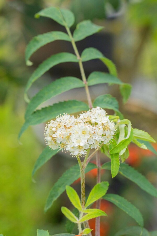 Sorbus aucuparia HO 6/8 P/K Sorbus aucuparia Hochstamm 6/8