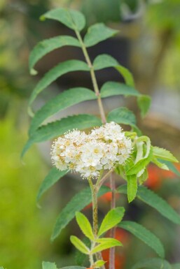 Sorbus aucuparia HO 6/8 P/K Sorbus aucuparia Hochstamm 6/8