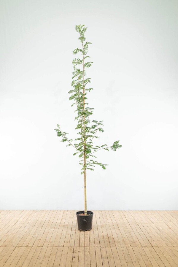 Sorbus aucuparia HO 6/8 P/K Sorbus aucuparia Hochstamm 6/8