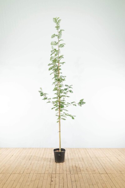 Sorbus aucuparia Hochstamm Sorbus aucuparia Hochstamm