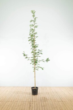 Sorbus aucuparia HO 6/8 P/K Sorbus aucuparia Hochstamm 6/8