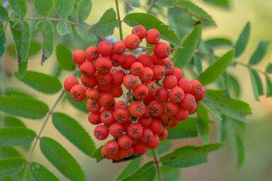 Sorbus aucuparia HO 6/8 P/K Sorbus aucuparia Hochstamm 6/8