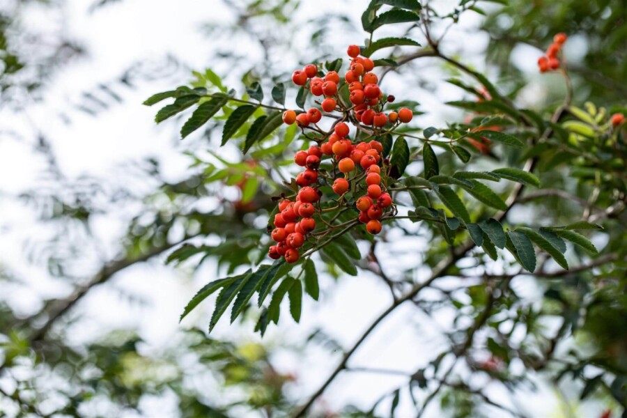 Sorbus aucuparia HO 6/8 P/K Sorbus aucuparia Hochstamm 6/8