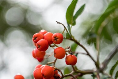 Sorbus aucuparia HO 6/8 P/K Sorbus aucuparia Hochstamm 6/8