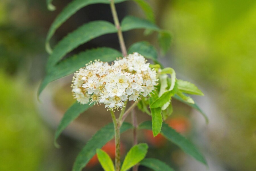 Sorbus aucuparia HO 6/8 P/K Sorbus aucuparia Hochstamm 6/8