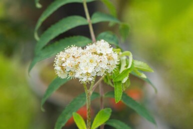 Sorbus aucuparia HO 6/8 P/K Sorbus aucuparia Hochstamm 6/8