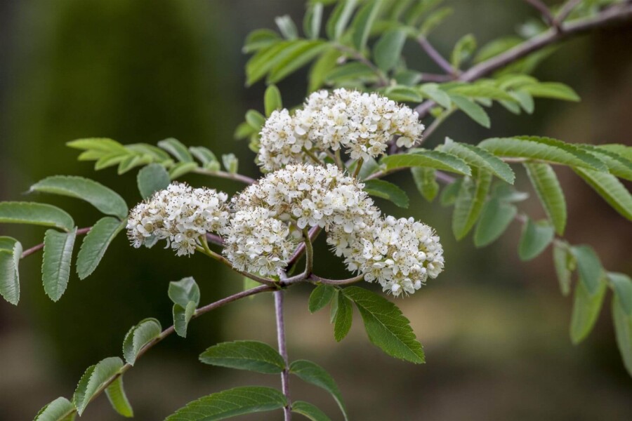 Sorbus aucuparia HO 6/8 P/K Sorbus aucuparia Hochstamm 6/8