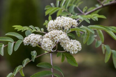 Sorbus aucuparia HO 6/8 P/K Sorbus aucuparia Hochstamm 6/8