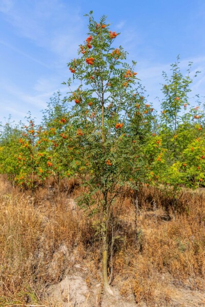 Sorbus aucuparia mehrstämmig