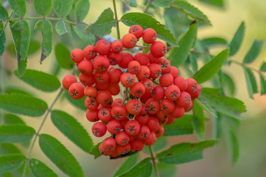 Sorbus aucuparia ME 250-300 P/K Sorbus aucuparia Mehrstämmig 250-300