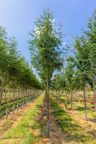 Sorbus aucuparia var. edulis