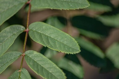 Sorbus aucuparia var. edulis