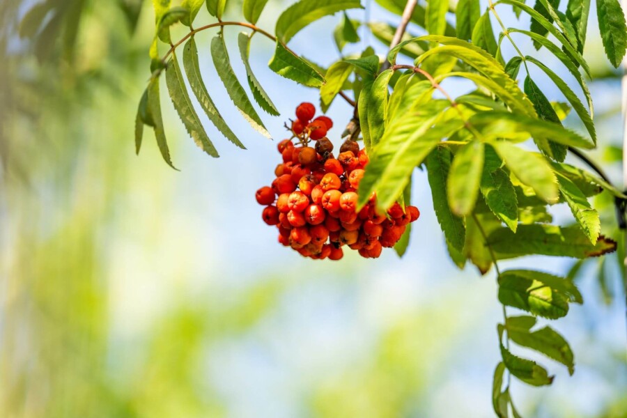 Sorbus aucuparia var. edulis Sorbus aucuparia var. edulis