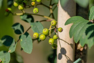 Sorbus aucuparia var. edulis hochstamm 12/14