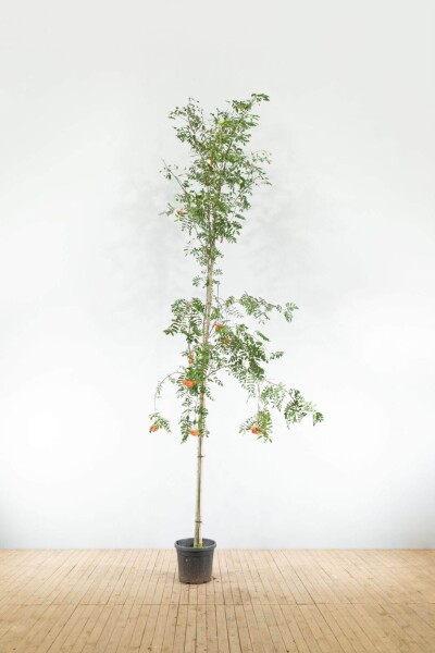 Sorbus aucuparia var. edulis Hochstamm Sorbus aucuparia var. edulis Hochstamm