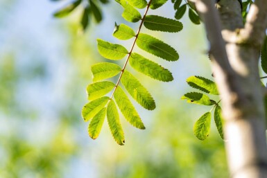 Sorbus aucuparia var. edulis hochstamm 12/14