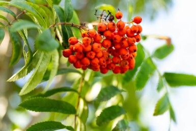 Sorbus aucuparia var. edulis hochstamm 12/14