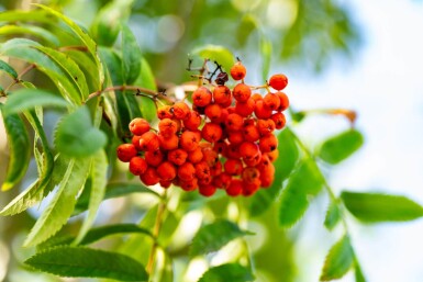 Sorbus aucuparia var. edulis hochstamm 12/14