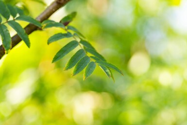 Sorbus aucuparia var. edulis hochstamm 12/14