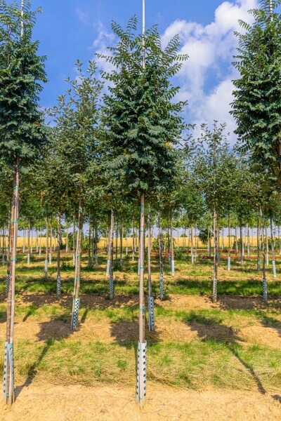 Sorbus aucuparia 'Fastigiata'