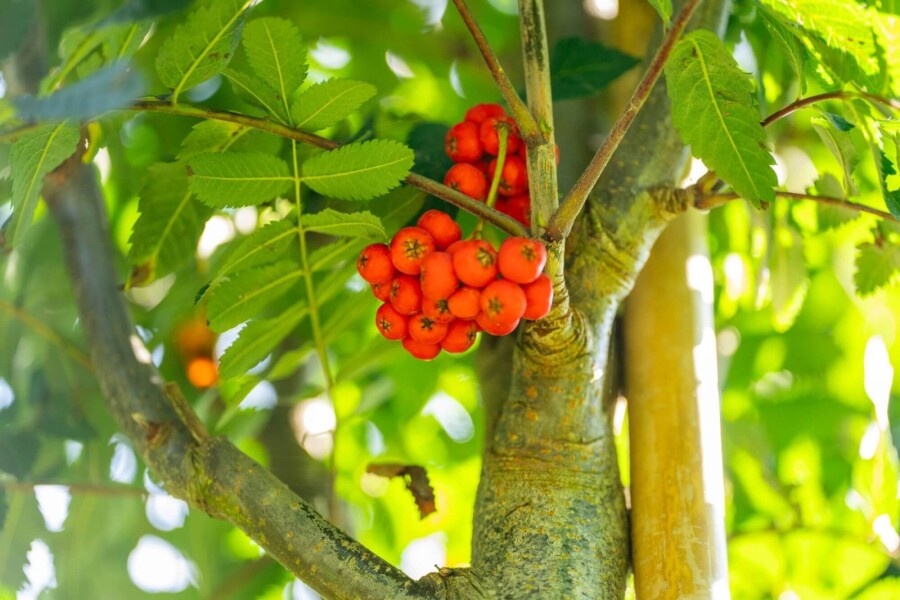 Sorbus aucuparia 'Fastigiata' Sorbus aucuparia 'Fastigiata'
