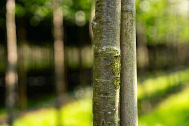 Sorbus aucuparia 'Fastigiata' hochstamm 10/12