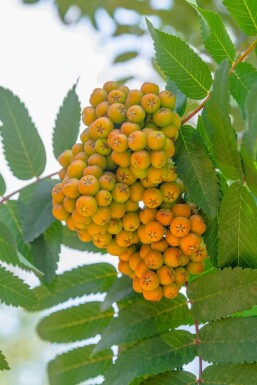 Sorbus aucuparia 'Fastigiata' hochstamm 10/12