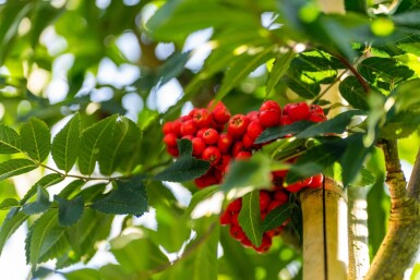 Sorbus aucuparia 'Fastigiata' hochstamm 10/12