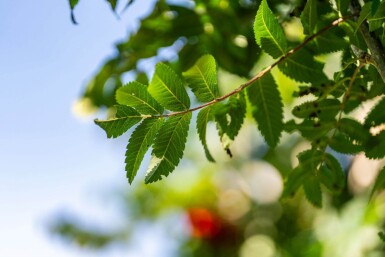 Sorbus aucuparia 'Fastigiata' hochstamm 10/12