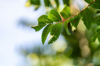 Sorbus aucuparia 'Fastigiata' hochstamm 10/12