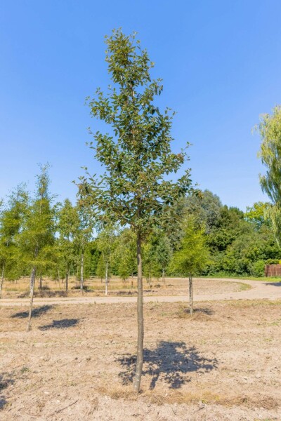Sorbus intermedia Sorbus intermedia
