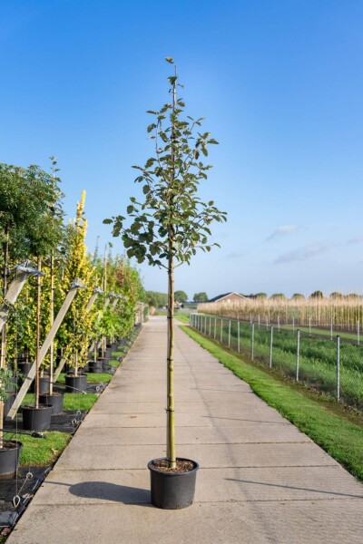 Sorbus intermedia hochstamm