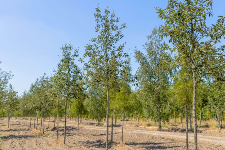 Sorbus intermedia HO 6/8 P/K Sorbus intermedia Hochstamm 6/8