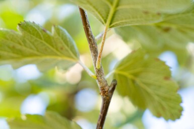 Sorbus intermedia hochstamm 6/8