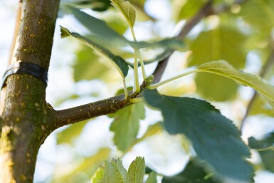 Sorbus intermedia hochstamm 6/8