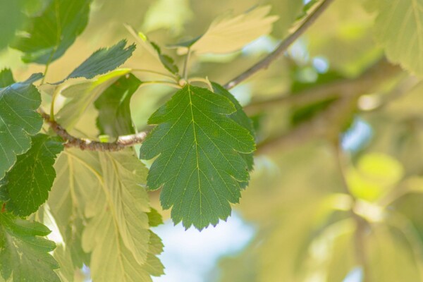 Sorbus intermedia Mehrstämmig Sorbus intermedia Mehrstämmig