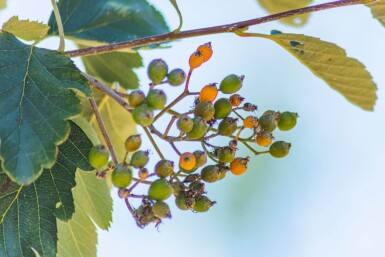 Sorbus intermedia meerstammig 200-250