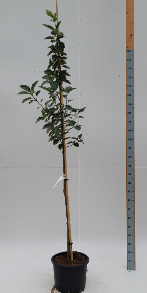 Sorbus intermedia 'Brouwers' Hochstamm Sorbus intermedia 'Brouwers' Hochstamm