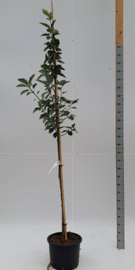 Sorbus intermedia 'Brouwers' HO 8/10 P/K Sorbus intermedia 'Brouwers' Hochstamm 8/10
