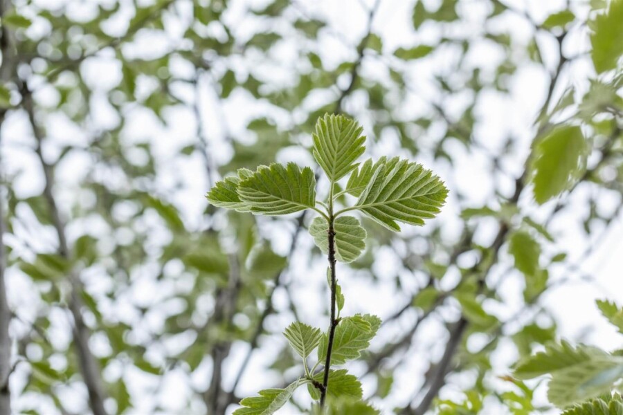 Sorbus intermedia 'Brouwers' HO 8/10 P/K Sorbus intermedia 'Brouwers' Hochstamm 8/10