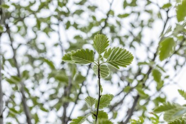 Sorbus intermedia 'Brouwers' HO 8/10 P/K Sorbus intermedia 'Brouwers' Hochstamm 8/10