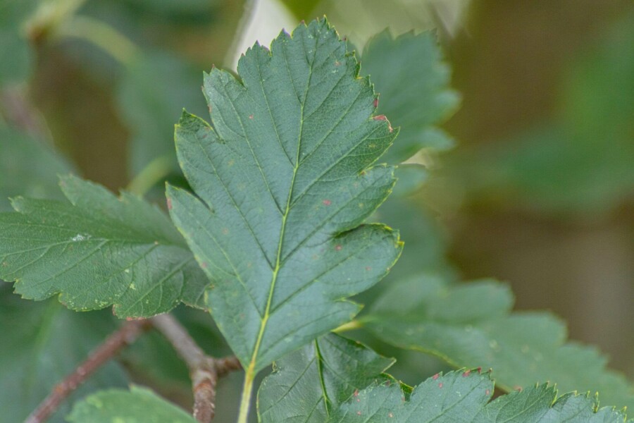 Sorbus intermedia 'Brouwers' HO 8/10 P/K Sorbus intermedia 'Brouwers' Hochstamm 8/10