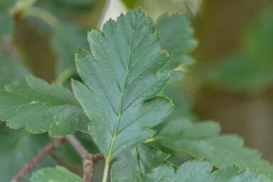Sorbus intermedia 'Brouwers' HO 8/10 P/K Sorbus intermedia 'Brouwers' Hochstamm 8/10