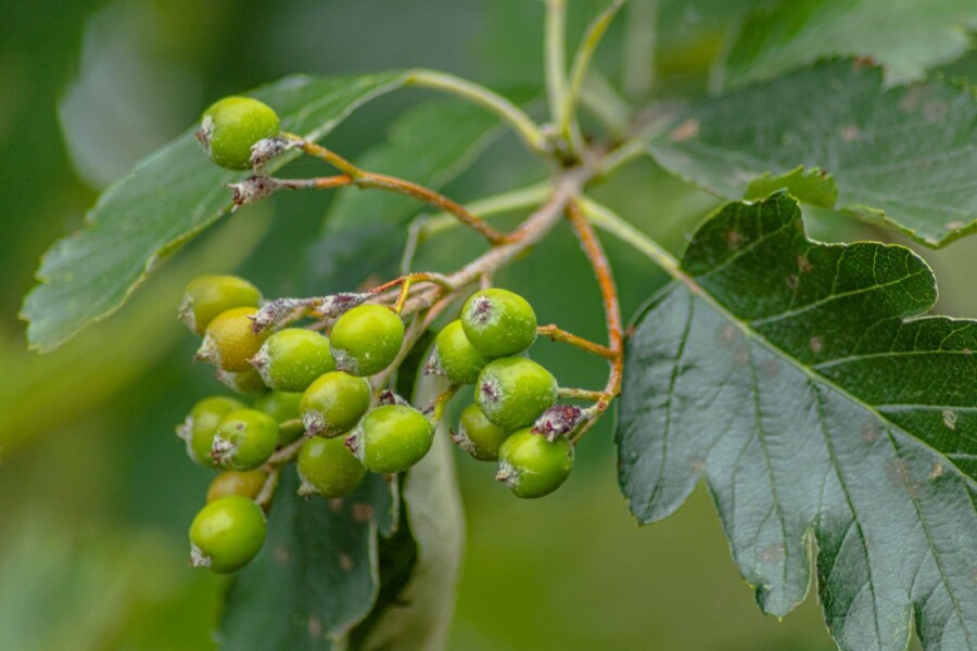 Sorbus intermedia 'Brouwers' HO 8/10 P/K Sorbus intermedia 'Brouwers' Hochstamm 8/10